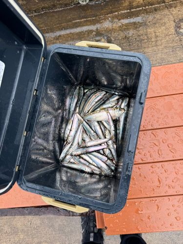 カタクチイワシの釣果
