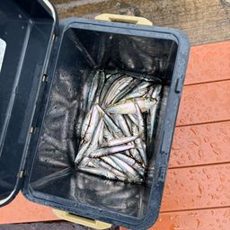 カタクチイワシ