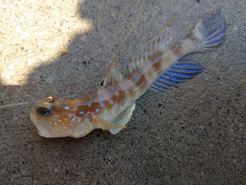 イトヒキハゼの釣果