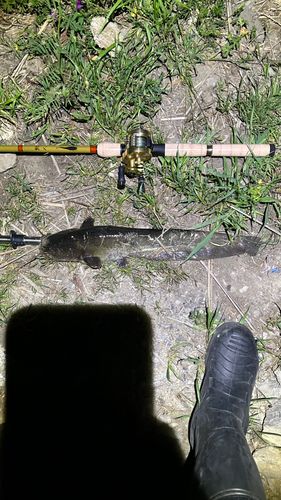 ナマズの釣果