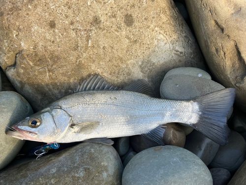 ヒラスズキの釣果