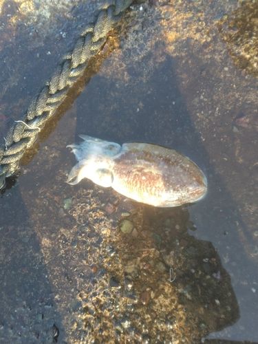 コウイカの釣果