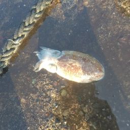 コウイカ