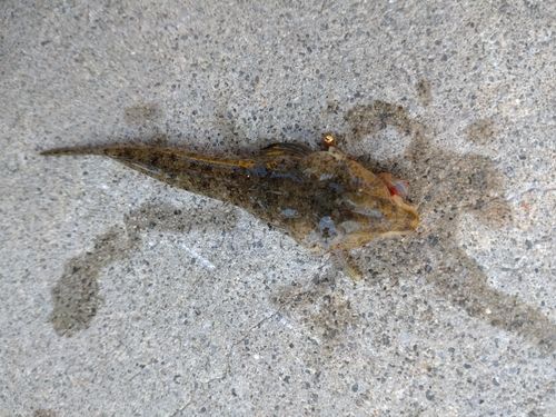 ネズミゴチの釣果