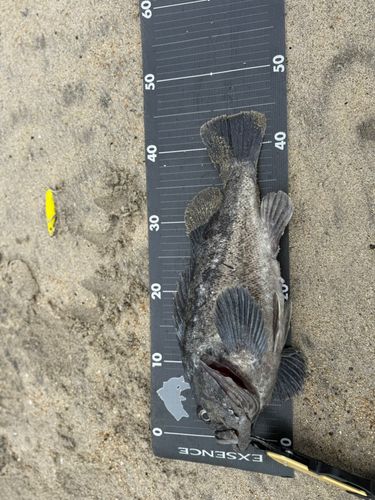 クロソイの釣果
