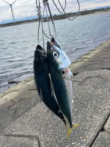 サバの釣果