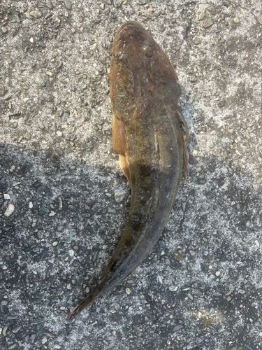 マゴチの釣果