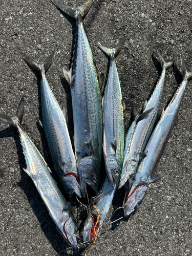 サゴシの釣果