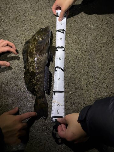 アイナメの釣果