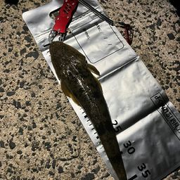 シーバス