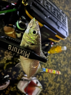 マアジの釣果