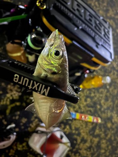 マアジの釣果
