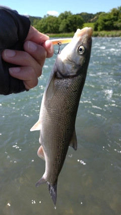 ウグイの釣果