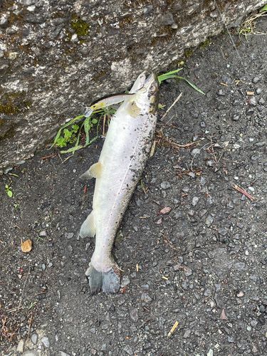 ブラウントラウトの釣果