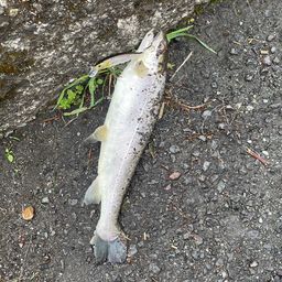 ブラウントラウト