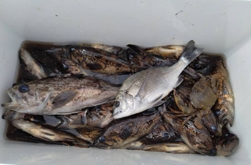 ソイの釣果