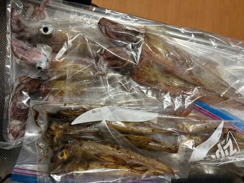 ヤリイカの釣果