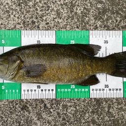 スモールマウスバス