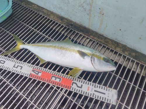 ヒラマサの釣果