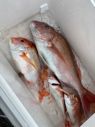 マダイの釣果