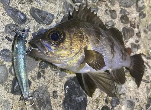 メバルの釣果