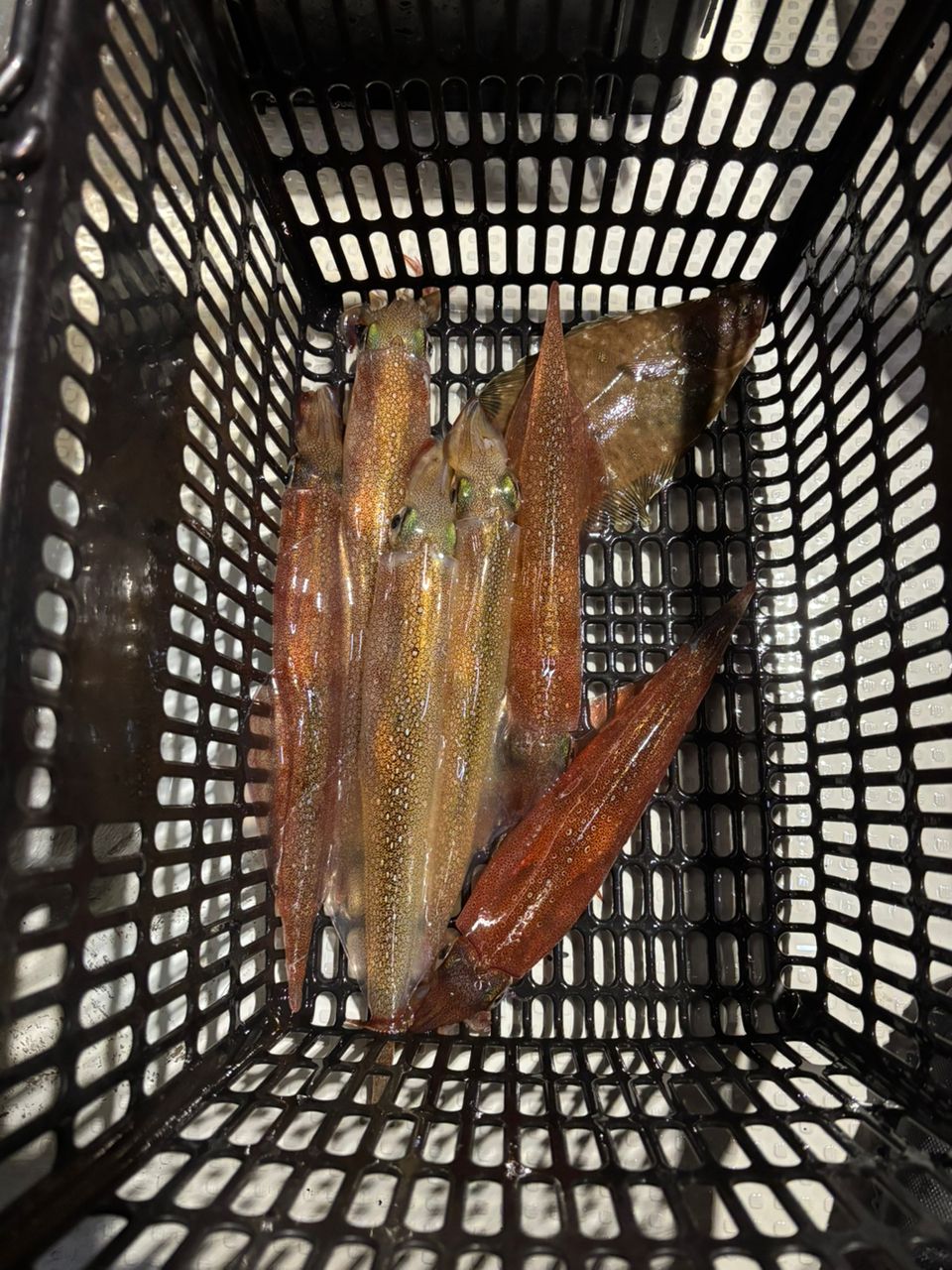 緑黄色野菜さんの釣果 1枚目の画像
