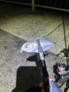マアジの釣果