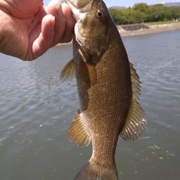 スモールマウスバス