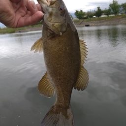 スモールマウスバス