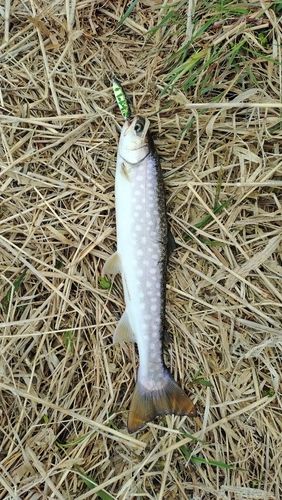 アメマスの釣果