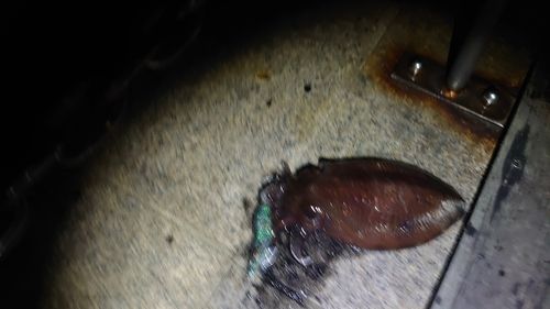 コウイカの釣果