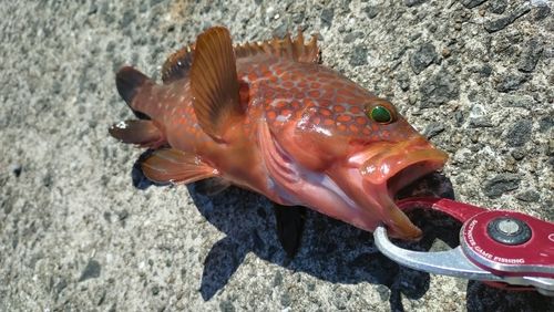 キジハタの釣果