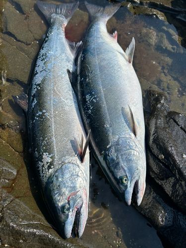 サクラマスの釣果