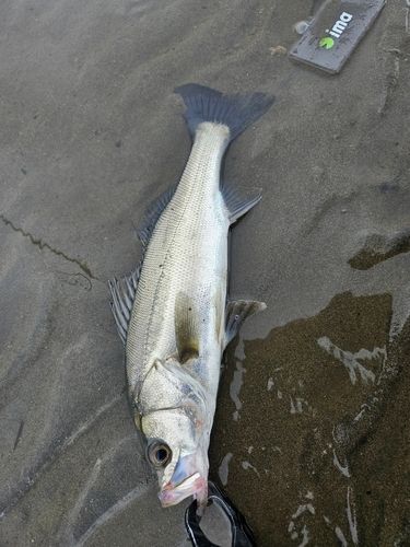 セイゴ（マルスズキ）の釣果