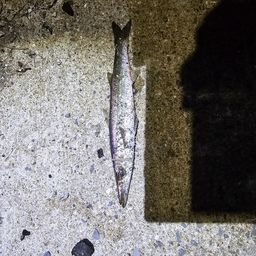 カマス