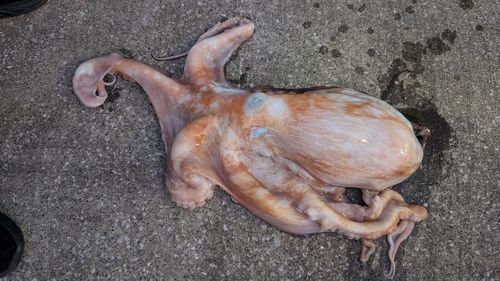 ミズダコの釣果