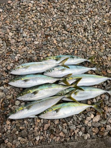 フクラギの釣果