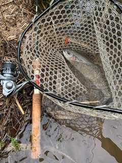 ニジマスの釣果