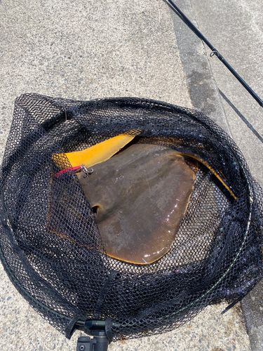アカエイの釣果