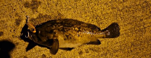クロソイの釣果