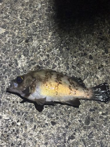 メバルの釣果