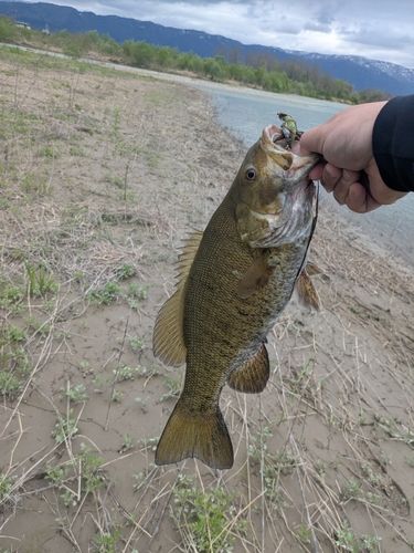 スモールマウスバス