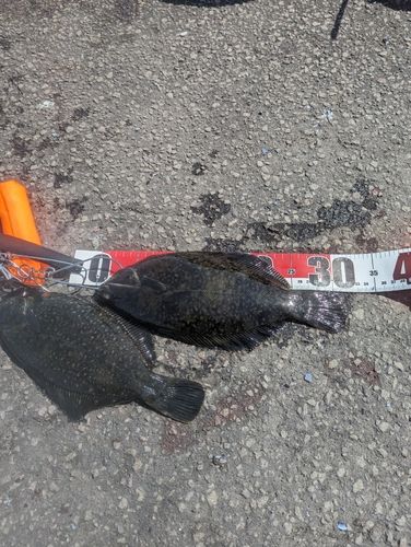 クロガシラガレイの釣果