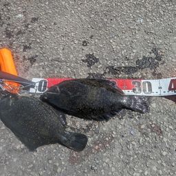 クロガシラガレイ