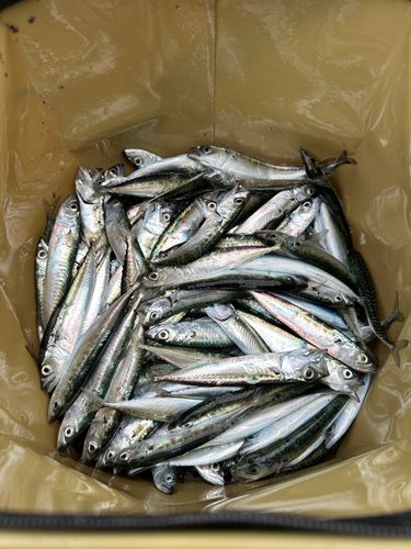 サバの釣果