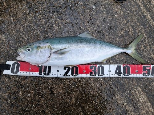 ハマチの釣果