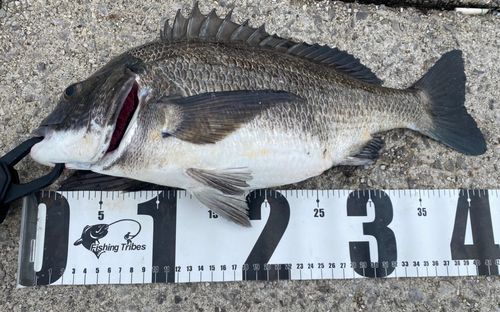 クロダイの釣果