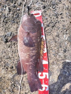 カンダイの釣果