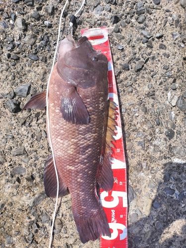 カンダイの釣果