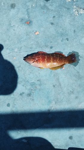 アカササノハベラの釣果